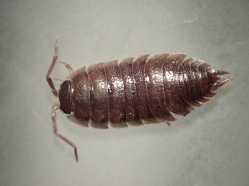 Réf. 248 367 : Porcellio orarum
