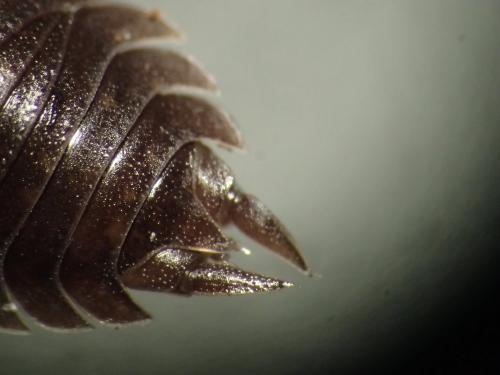 Réf. 248 366 : Porcellio orarum