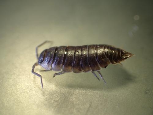 Réf. 248 365 : Porcellio orarum