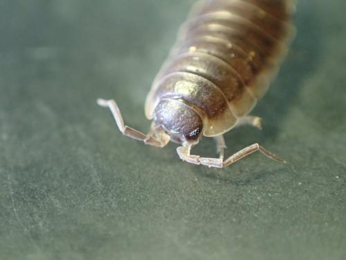 Réf. 248 363 : Porcellio orarum