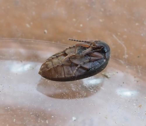 Nycteus meridionalis