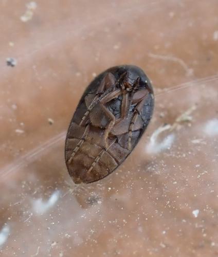 Nycteus meridionalis