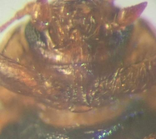 Réf. 248 564 : Rhyzobius litura