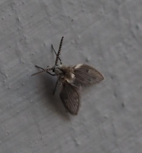 Philosepedon sp.