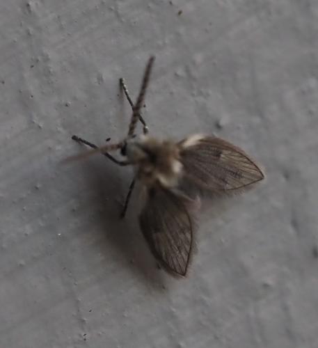Philosepedon sp.