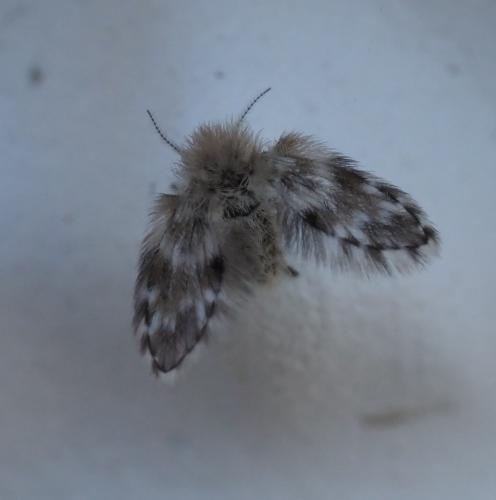 Réf. 248 547 : Clytocerus sp.