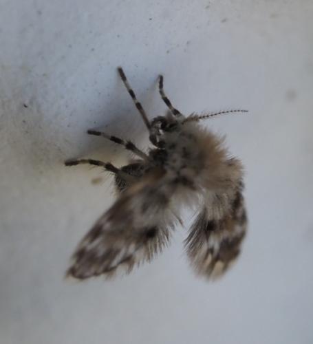 Clytocerus sp.