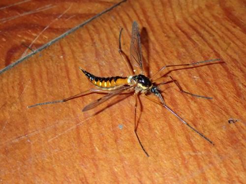 Ctenophora pectinicornis