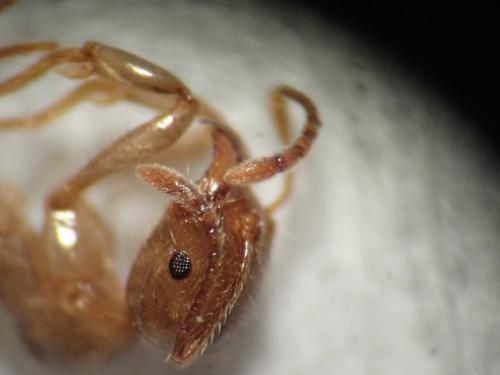 Aphaenogaster dulcineae