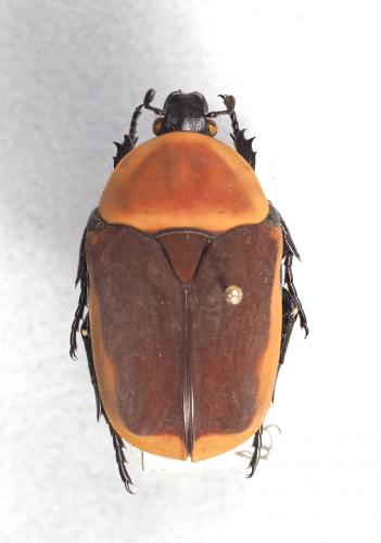 Pachnoda sp.