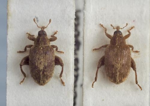 Réf. 248 740 : Orchestes quercus