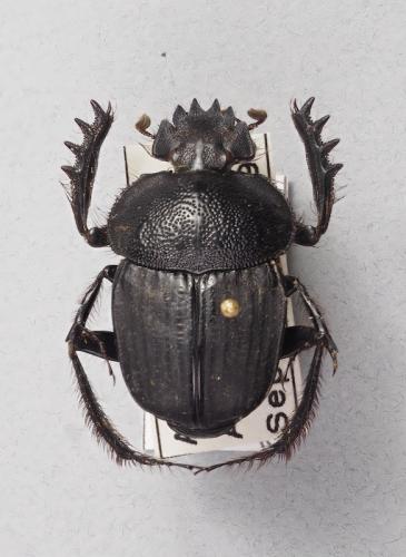 Réf. 248 809 : Scarabaeus alienus