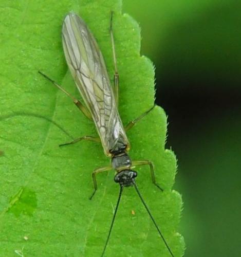 Réf. 248 216 : Protonemura sp.