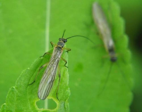 Protonemura sp.