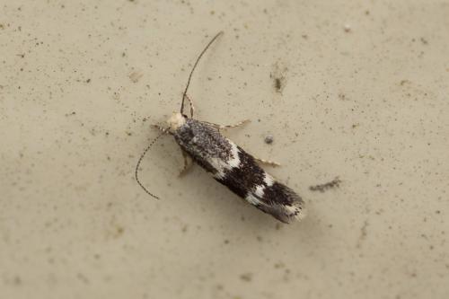 Elachista stabilella