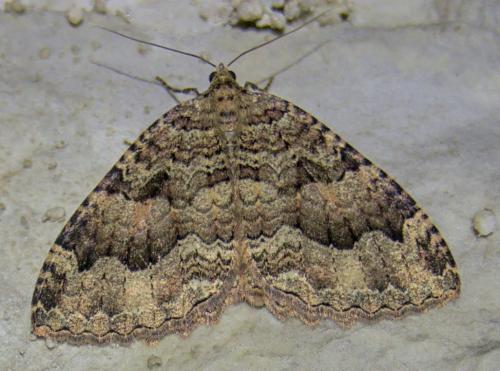 Réf. 248 650 : Triphosa dubitata