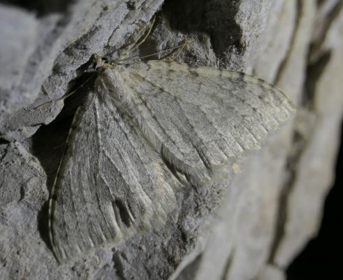 Réf. 248 649 : Triphosa sabaudiata