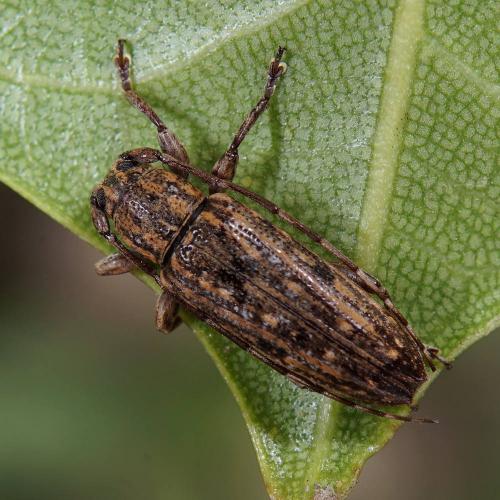 Réf. 248 712 : Sybra sp.