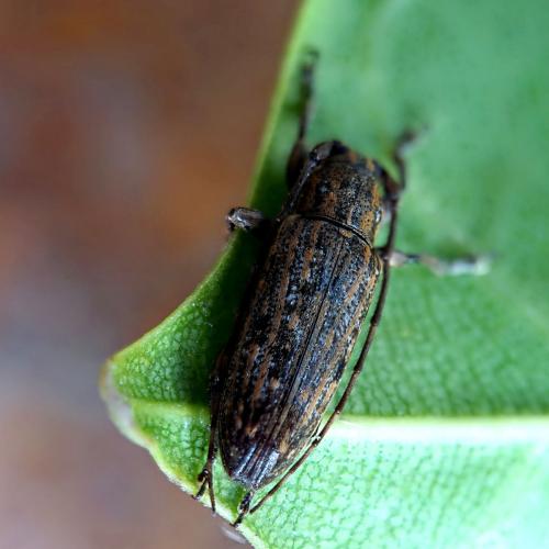 Réf. 248 711 : Sybra sp.
