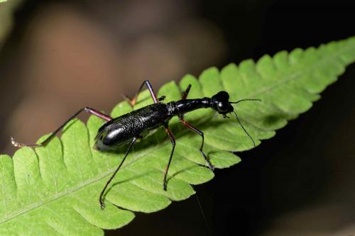 Réf. 248 876 : Collyris sp.