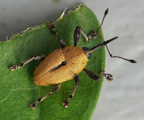 Réf. 248 681 : Curculionini inconnu
