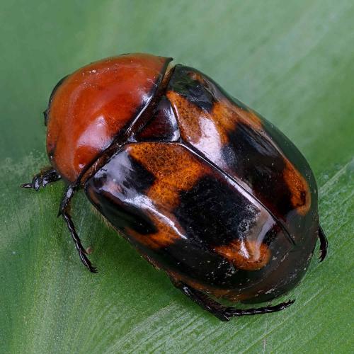 Réf. 248 967 : Parastasia canaliculata