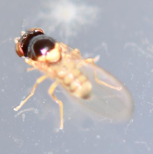 Asteia amoena
