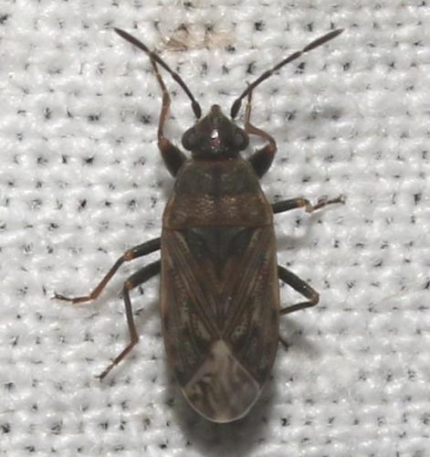 Peritrechus nubilus