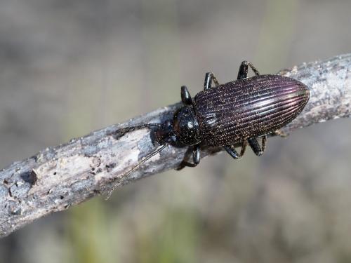 Réf. 248 068 : Praeugena sp.