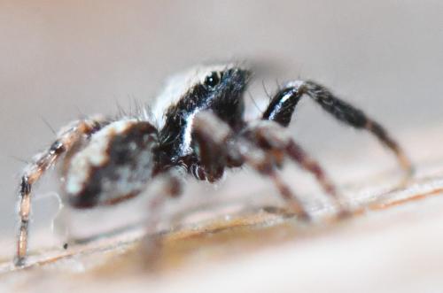 Pseudeuophrys lanigera