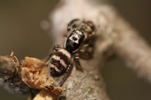 Réf. 248 108 : Salticus sp.