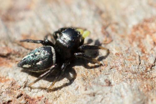 Heliophanus sp.