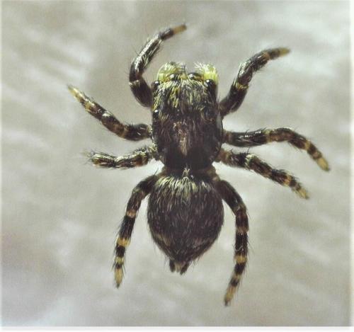 Pseudeuophrys erratica