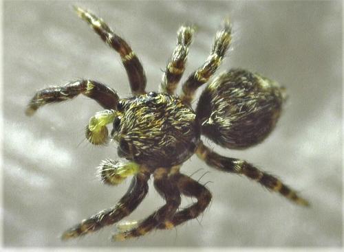 Réf. 248 067 : Pseudeuophrys erratica