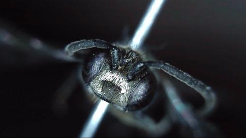 Mimumesa sp.