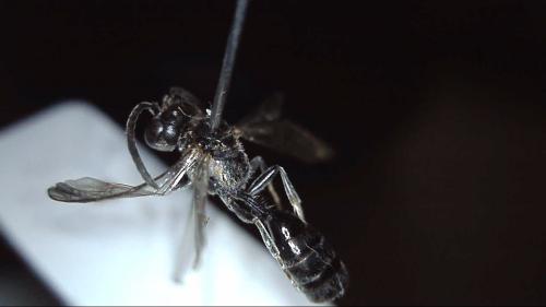 Mimumesa sp.