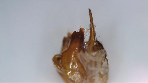 Mimumesa sp.