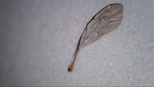 Mimumesa sp.