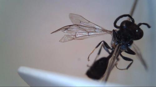Mimumesa sp.