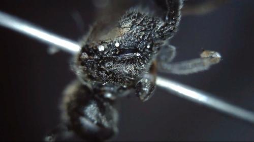 Mimumesa sp.