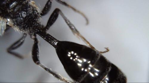 Mimumesa sp.