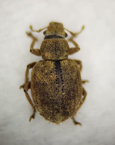 Réf. 248 472 : Strophosoma melanogrammum