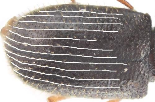 Réf. 248 947 : Sulcacis nitidus
