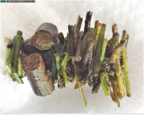 Limnephilus sp.