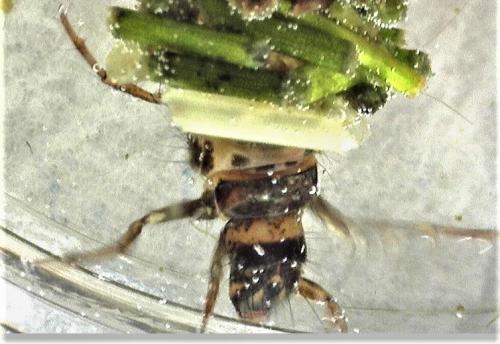 Réf. 248 504 : Limnephilus sp.