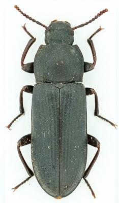 Réf. 248 175 : Tenebrio fuliginosus