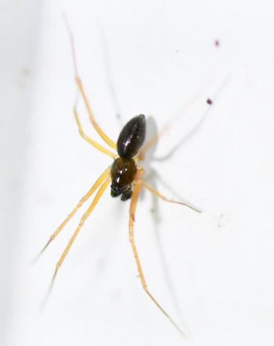 Tenuiphantes sp.