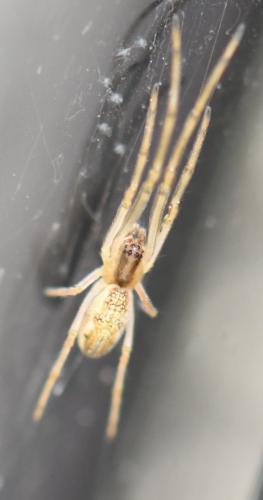 Tetragnatha sp.