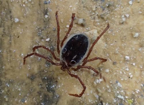 Eschatocephalus vespertilionis