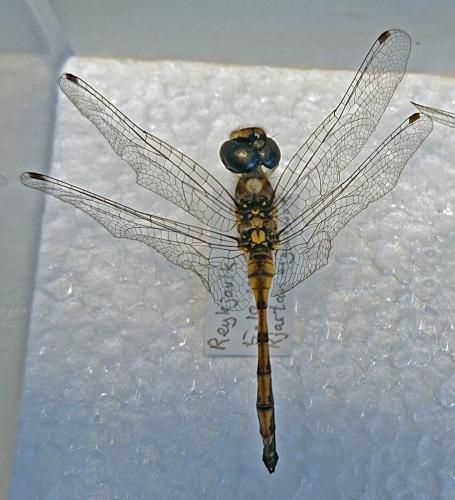 Sympetrum sp.
